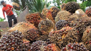 Foto buah Kelapa Sawit (CNN Indonesia)