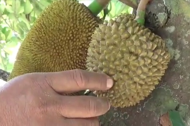 Foto fenomena nangka berbuah mirip Durian