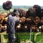 Foto ilustrasi hasil panen buah kelapa sawit masyarakat