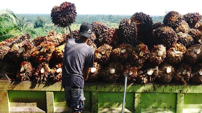 Foto ilustrasi hasil panen buah kelapa sawit masyarakat