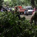Foto pohon tumbang akibat angin kencang dan hujan lebat