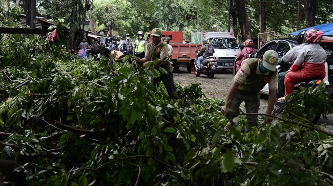 Foto pohon tumbang akibat angin kencang dan hujan lebat