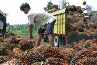 Foto petani sawit bersemangat setelah pencabutan larangan ekspor