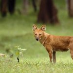 Foto Anjing Ajag (Cuon alpinus) keberadaannya saat ini sangat langka, masih terdapat di hutan Riau. (Dok: Net)