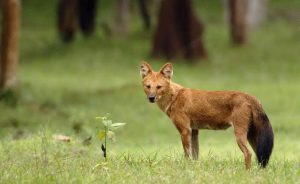 Langka! Anjing Ajag Mirip Serigala Terekam Kamera di Hutan Riau