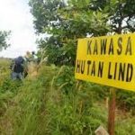 Foto Ilustrasi hutan lindung. [ANTARA]