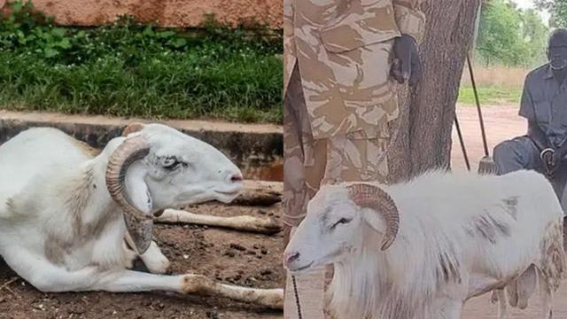 Foto kambing jantan yang bikin geleng kepala (dok: Lad Bible)