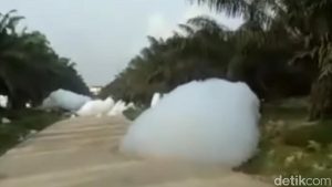 Fakta Viralnya Fenomena Awan Jatuh di Kebun Sawit Kampar