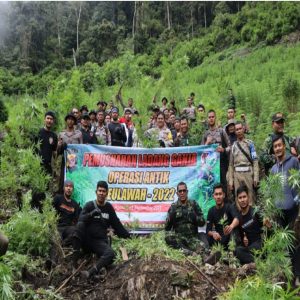 Dalam Operasi Antik Seulawah 2022 Tim Gabungan Musnahkan 11 Hektar Ladang Ganja