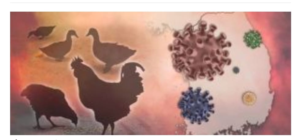 Foto ilustrasi virus.