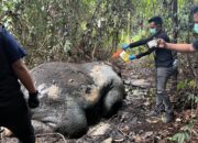Foto : Gajah Sumatera yang tewas tanpa kepala di Kabupaten Pelalawan.