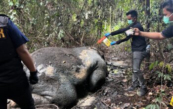 Foto : Gajah Sumatera yang tewas tanpa kepala di Kabupaten Pelalawan.
