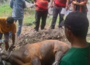 Foto : Ketua PAC Pemuda Pancasila Dumai Kota Asnur Memori didampingi Sekretaris Rian Pratama dan Bendahara Berlian menyaksukan pemotongan hewan kurban.