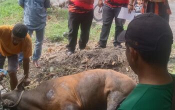 Foto : Ketua PAC Pemuda Pancasila Dumai Kota Asnur Memori didampingi Sekretaris Rian Pratama dan Bendahara Berlian menyaksukan pemotongan hewan kurban.